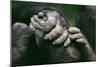 Lowland Gorilla Showing Hands-null-Mounted Photographic Print
