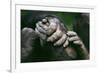 Lowland Gorilla Showing Hands-null-Framed Photographic Print