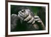 Lowland Gorilla Showing Hands-null-Framed Photographic Print