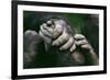 Lowland Gorilla Showing Hands-null-Framed Photographic Print