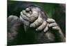 Lowland Gorilla Showing Hands-null-Mounted Photographic Print