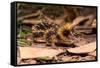 Lowland streaked tenrec on forest floor at night, Madagascar-Nick Garbutt-Framed Stretched Canvas