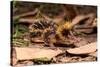 Lowland streaked tenrec on forest floor at night, Madagascar-Nick Garbutt-Stretched Canvas