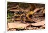 Lowland streaked tenrec on forest floor at night, Madagascar-Nick Garbutt-Framed Photographic Print