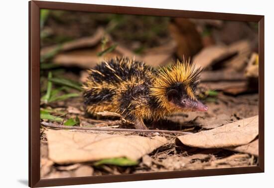 Lowland streaked tenrec on forest floor at night, Madagascar-Nick Garbutt-Framed Photographic Print