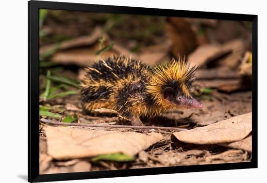 Lowland streaked tenrec on forest floor at night, Madagascar-Nick Garbutt-Framed Photographic Print