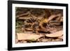 Lowland streaked tenrec on forest floor at night, Madagascar-Nick Garbutt-Framed Photographic Print