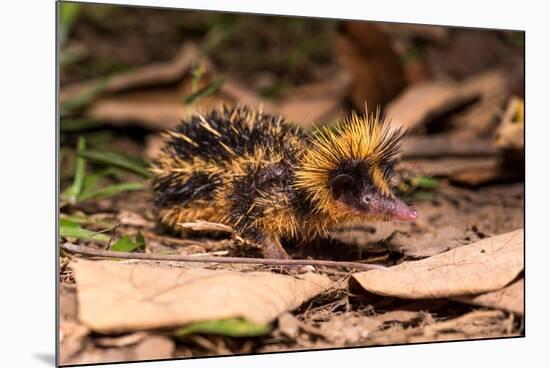 Lowland streaked tenrec on forest floor at night, Madagascar-Nick Garbutt-Mounted Photographic Print