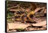 Lowland streaked tenrec on forest floor at night, Madagascar-Nick Garbutt-Framed Stretched Canvas