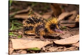 Lowland streaked tenrec on forest floor at night, Madagascar-Nick Garbutt-Stretched Canvas