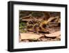 Lowland streaked tenrec on forest floor at night, Madagascar-Nick Garbutt-Framed Photographic Print