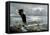 Lowtide - Bald Eagle-Wilhelm Goebel-Framed Stretched Canvas