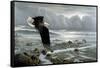 Lowtide - Bald Eagle-Wilhelm Goebel-Framed Stretched Canvas