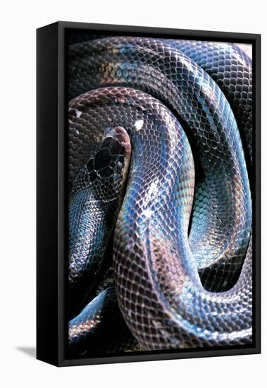 Loxocemus Bicolor (Mexican Burrowing Python)-Paul Starosta-Framed Stretched Canvas