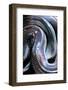 Loxocemus Bicolor (Mexican Burrowing Python)-Paul Starosta-Framed Photographic Print