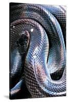 Loxocemus Bicolor (Mexican Burrowing Python)-Paul Starosta-Stretched Canvas