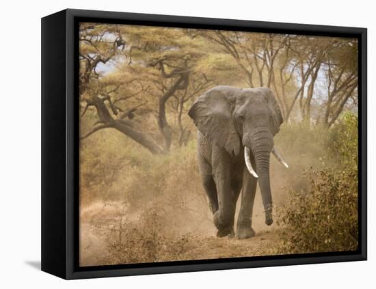 Loxodonta Africana, Lake Manyara National Park, Tanzania-Ivan Vdovin-Framed Stretched Canvas