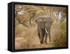 Loxodonta Africana, Lake Manyara National Park, Tanzania-Ivan Vdovin-Framed Stretched Canvas