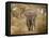 Loxodonta Africana, Lake Manyara National Park, Tanzania-Ivan Vdovin-Framed Stretched Canvas