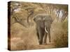 Loxodonta Africana, Lake Manyara National Park, Tanzania-Ivan Vdovin-Stretched Canvas