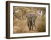 Loxodonta Africana, Lake Manyara National Park, Tanzania-Ivan Vdovin-Framed Premium Photographic Print