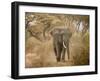 Loxodonta Africana, Lake Manyara National Park, Tanzania-Ivan Vdovin-Framed Premium Photographic Print