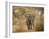 Loxodonta Africana, Lake Manyara National Park, Tanzania-Ivan Vdovin-Framed Premium Photographic Print