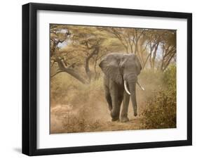 Loxodonta Africana, Lake Manyara National Park, Tanzania-Ivan Vdovin-Framed Photographic Print