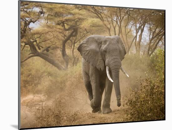 Loxodonta Africana, Lake Manyara National Park, Tanzania-Ivan Vdovin-Mounted Photographic Print