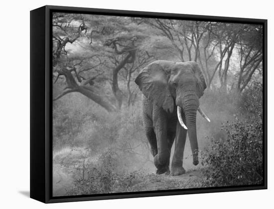 Loxodonta Africana, Lake Manyara National Park, Tanzania-Ivan Vdovin-Framed Stretched Canvas