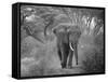 Loxodonta Africana, Lake Manyara National Park, Tanzania-Ivan Vdovin-Framed Stretched Canvas