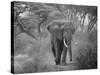 Loxodonta Africana, Lake Manyara National Park, Tanzania-Ivan Vdovin-Stretched Canvas