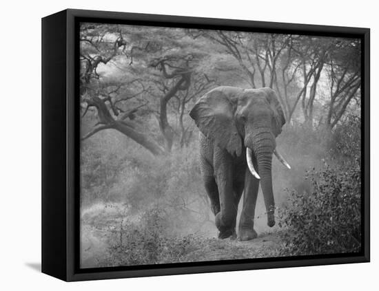 Loxodonta Africana, Lake Manyara National Park, Tanzania-Ivan Vdovin-Framed Stretched Canvas