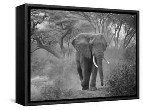 Loxodonta Africana, Lake Manyara National Park, Tanzania-Ivan Vdovin-Framed Stretched Canvas