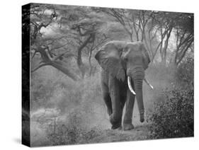 Loxodonta Africana, Lake Manyara National Park, Tanzania-Ivan Vdovin-Stretched Canvas