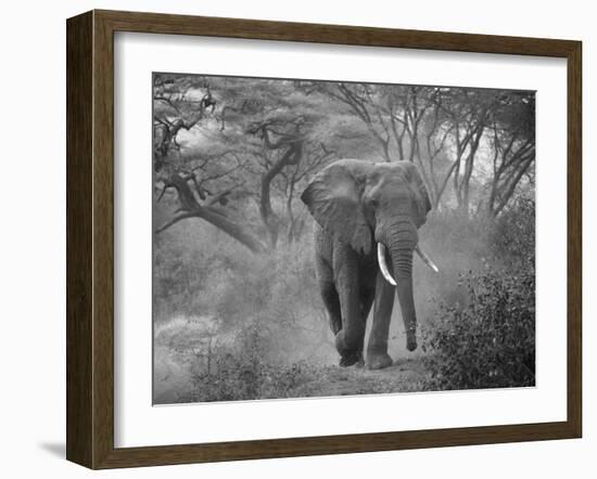 Loxodonta Africana, Lake Manyara National Park, Tanzania-Ivan Vdovin-Framed Photographic Print