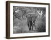 Loxodonta Africana, Lake Manyara National Park, Tanzania-Ivan Vdovin-Framed Photographic Print