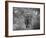 Loxodonta Africana, Lake Manyara National Park, Tanzania-Ivan Vdovin-Framed Photographic Print