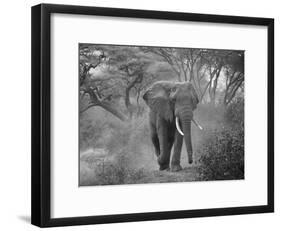 Loxodonta Africana, Lake Manyara National Park, Tanzania-Ivan Vdovin-Framed Photographic Print