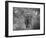 Loxodonta Africana, Lake Manyara National Park, Tanzania-Ivan Vdovin-Framed Photographic Print