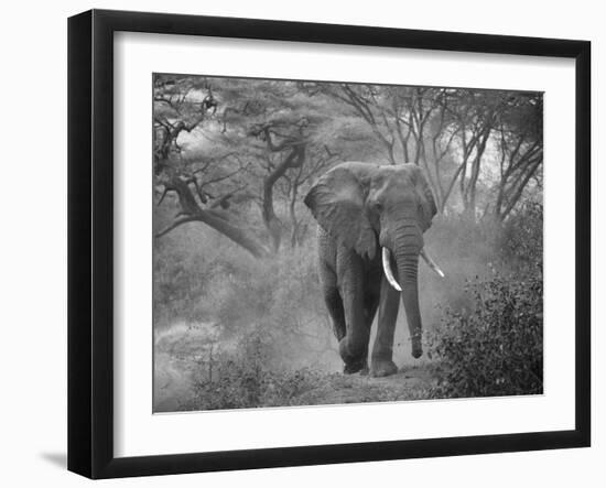 Loxodonta Africana, Lake Manyara National Park, Tanzania-Ivan Vdovin-Framed Photographic Print