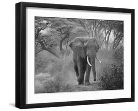 Loxodonta Africana, Lake Manyara National Park, Tanzania-Ivan Vdovin-Framed Photographic Print