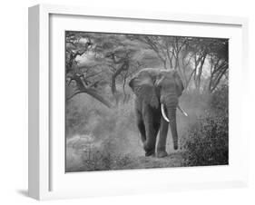 Loxodonta Africana, Lake Manyara National Park, Tanzania-Ivan Vdovin-Framed Photographic Print