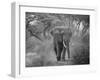Loxodonta Africana, Lake Manyara National Park, Tanzania-Ivan Vdovin-Framed Premium Photographic Print