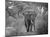 Loxodonta Africana, Lake Manyara National Park, Tanzania-Ivan Vdovin-Mounted Premium Photographic Print