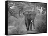 Loxodonta Africana, Lake Manyara National Park, Tanzania-Ivan Vdovin-Framed Stretched Canvas