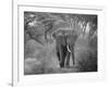 Loxodonta Africana, Lake Manyara National Park, Tanzania-Ivan Vdovin-Framed Photographic Print