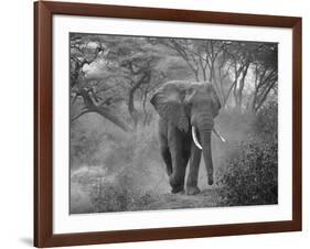 Loxodonta Africana, Lake Manyara National Park, Tanzania-Ivan Vdovin-Framed Photographic Print