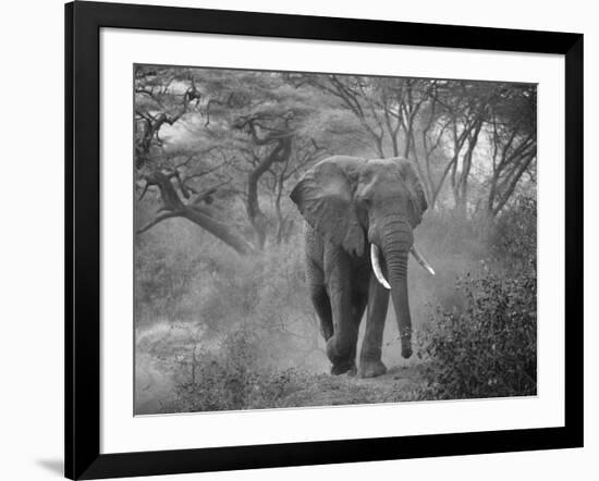 Loxodonta Africana, Lake Manyara National Park, Tanzania-Ivan Vdovin-Framed Photographic Print