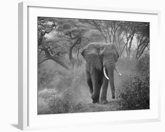 Loxodonta Africana, Lake Manyara National Park, Tanzania-Ivan Vdovin-Framed Photographic Print